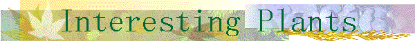 Interesting Plants